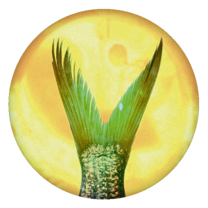 CHAMBON Couleur 300x300